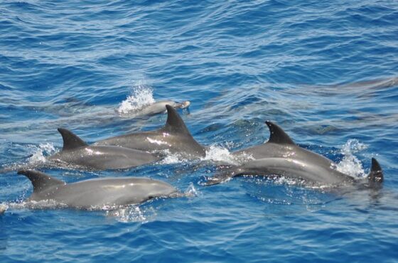 Life Under the Waves: Explore the Enchantment of Dolphin House