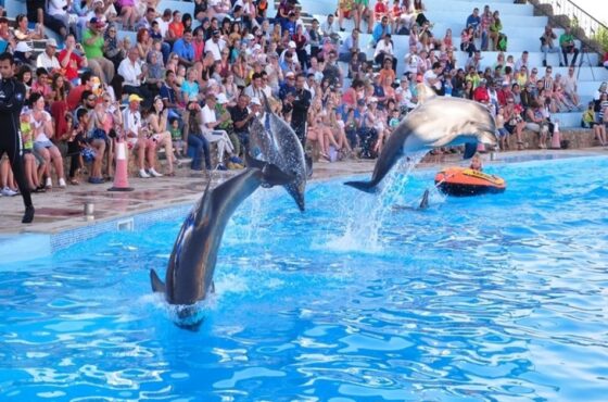 Discover Joy at Dolphin World Hurghada – A Show You’ll Love