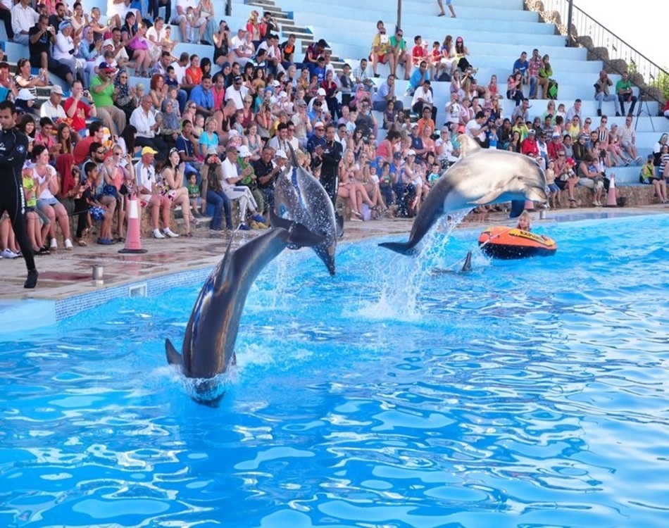 Dolphin Show