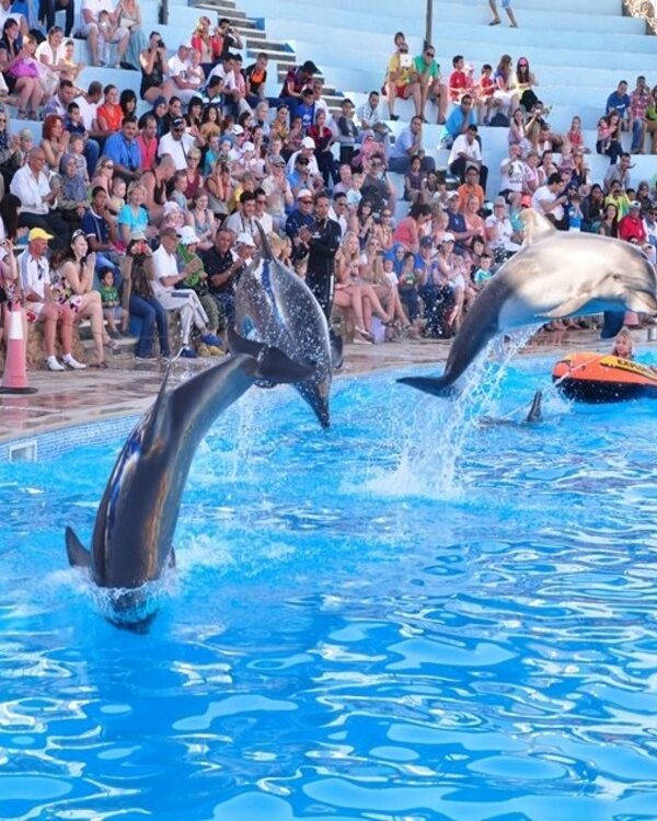 Dolphin Show